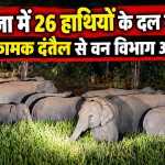 सरगुजा में 26 हाथियों के दल का डेरा, आक्रामक दंतैल से वन विभाग अलर्ट