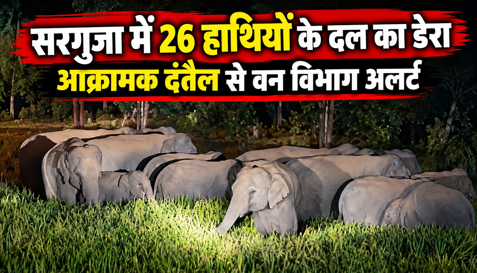 सरगुजा में 26 हाथियों के दल का डेरा, आक्रामक दंतैल से वन विभाग अलर्ट